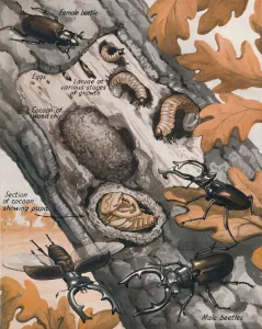 Growth Gallery: The Story of the Largest British Beetle, 1935