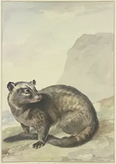 Feline Prints: A strange Levet-Kat, 1776. Creator: Aert Schouman