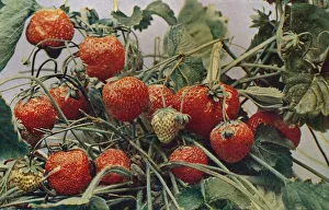 Ripe Prints: Strawberries - John Kidd & Co. Ltd. 1910. Artist: Photochrom Co Ltd of London