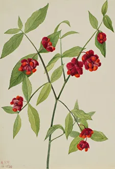 Flowering Prints: Strawberry Bush-'Hearts Bustin with Love'(Euonymus Americanus), 1930