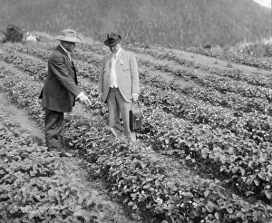 Alaska Prints: Strawberry plants on government farm