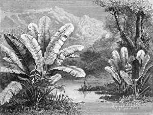 Mexico Collection: A stream in the Savanna region; A zigzag journey through Mexico, 1875. Creator: Thomas Mayne Reid