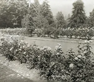 Portland Oregon Usa Prints: Street with Caroline Restout roses