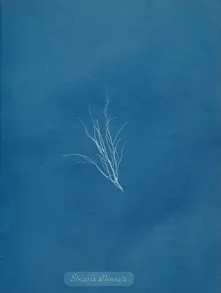Striaria attenuata, ca. 1853. Creator: Anna Atkins