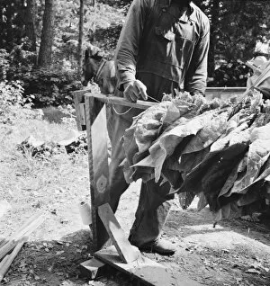 Stringing tobacco, Granville County, North Carolina, 1939. Creator: Dorothea Lange