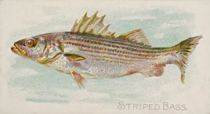 Lindner Eddy Claus Prints: Striped Bass, from the Fish from American Waters series (N8) for Allen &amp