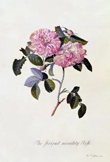 The Striped Monthly Rose, c. 1745 (hand coloured engraving)
