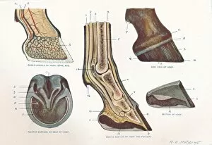 Structure of the foot of a horse, c1907 (c1910). Artist: RE Holding