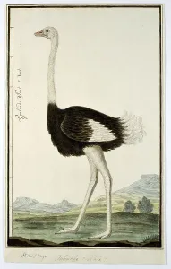 Long Prints: Struthio camelus (Ostrich), 1777-1786. Creator: Robert Jacob Gordon