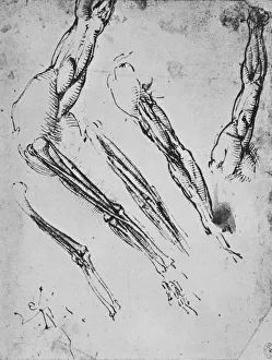 Tendon Prints: Six Studies of an Arm Showing in Three Cases the Bones