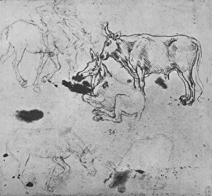 Silverpoint Prints: Studies of Asses and of an Ox, c1480 (1945). Artist: Leonardo da Vinci