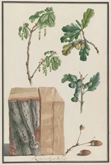 Ludwig Prints: Studies of the blossoms, fruits and trunk of an English oak (Quercus robur), 1788