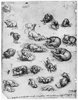 Images Dated 19th June 2008: Studies of cats, 1513-1515 (1954). Artist: Leonardo da Vinci