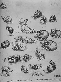 Drawings Of Leonardo Gallery: Studies of Cats and of a Dragon, c1480 (1945). Artist: Leonardo da Vinci