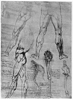 Images Dated 19th June 2008: Studies in comparative anatomy, 1506-1507 (1954). Artist: Leonardo da Vinci