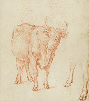 Bloemaert Abraham Prints: Studies of a cow, c.1603. Creator: Abraham Bloemaert