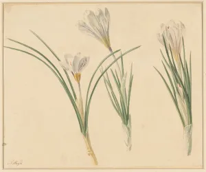 Crocuses Prints: Three studies of crocuses, 1811-1851. Creator: Anton Weiss