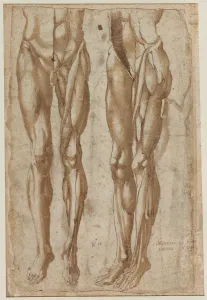 Two Studies of a Flayed Man, 1554. Creator: Bartolommeo da Arezzo (Italian, 1578)