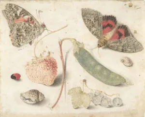 Shell Prints: Studies of Fruits, Insects and Shells, late 16th-mid-17th century
