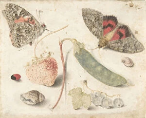 Strawberries Gallery: Studies of Fruits, Insects and Shells, late 16th-mid-17th century