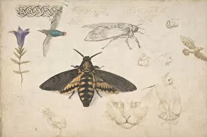 Studies of a Gentian, Moth, Birds, Cats, Interlacing Motif, and Greek Frets (recto)