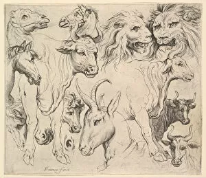 Wild Animal Gallery: Studies of Heads. Creator: Unknown