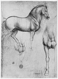 Images Dated 19th June 2008: Studies of Horses, c1490 (1954)