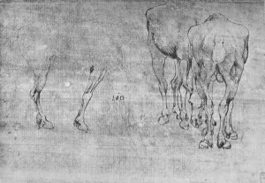 Hind Leg Gallery: Studies of Horses Grazing, c1480 (1945). Artist: Leonardo da Vinci
