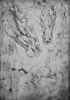 Leonardo De Vinci Gallery: Studies of Horses and of Horses Heads, c1480 (1945). Artist: Leonardo da Vinci