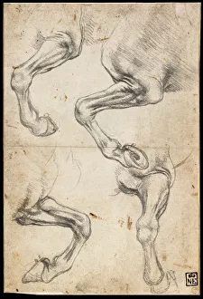 Leonardo Da Vinci 1452 1519 Prints: Studies of Horses Leg. Artist: Leonardo da Vinci (1452-1519)