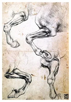 Energy Prints: Four studies of horses legs, c1500. Artist: Leonardo da Vinci