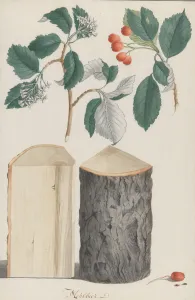 Ludwig Prints: Studies of the leaves, blossoms, fruits and trunk of a whitebeam (Sorbus subgenus Aria)