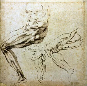 Brown Indian Ink On Paper Gallery: Studies of legs, 1524-1525. Artist: Buonarroti, Michelangelo (1475-1564)