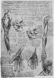 Drawings Of Leonardo Gallery: Studies of the Muscles of the Face and Arm, c1480 (1945). Artist: Leonardo da Vinci