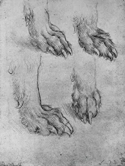 Four Studies of the Paws of a Dog or Wolf, c1480 (1945). Artist: Leonardo da Vinci Four Studies of the Paws of a Dog or Wolf, c1480 (1945). Artist: Leonardo da Vinci