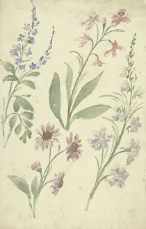 Nymegen Elias Van Prints: Four studies of pink and blue flowers, 1677-1755. Creator: Elias van Nijmegen