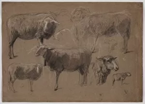 Anton Mauve Gallery: Studies of Sheep, second half 1800s. Creator: Anton Mauve (Dutch, 1838-1888)