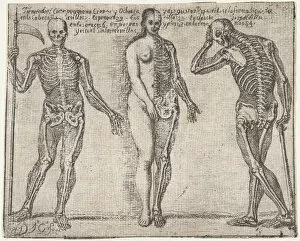 Studies of three skeleton, from the 'Principios para estudiar el Nobilísimo y Real art..., ca. 1693