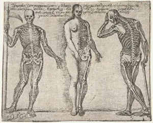 Skeletons Prints: Studies of three skeleton, from the Principios para estudiar el Nobilisimo y Real art