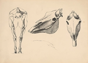 Janos Prints: Studies of skeletons and skulls, 1880-1904. Creator: Janos Fadrusz