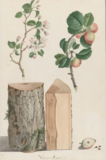 Ludwig Prints: Studies of the trunk, blossoms and fruit of a wild apple tree (Malus sylvestris), 1788