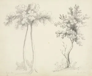 Mary Altha Nims American Prints: Studies of Upas and Maple Trees. Creator: Mary Altha Nims (American, 1817-1907)