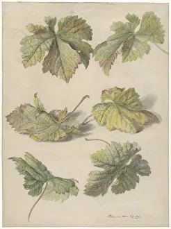 Leen Willem Van Prints: Studies of vine leaves, 1796. Creator: Willem van Leen