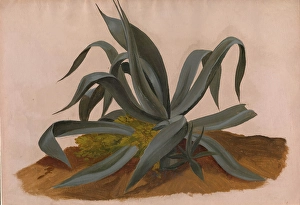 Agave Prints: Study of an Agave, 1820. Creator: Johan Christian Dahl