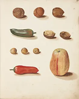 Plant Science Prints: Study of apple, nuts and peppers, 1749. Creator: Fosie, Johanna Marie (1726-1764)