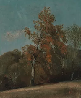 Constable John Gallery: Study of an Ash Tree, between 1801 and 1803 or between 1810 and 1830