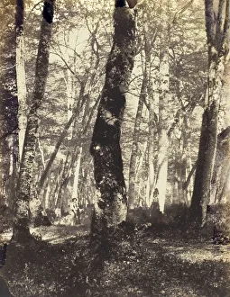 Study in the Barbizon Forest, 1860 / 69. Creator: Constant Alexandre Famin