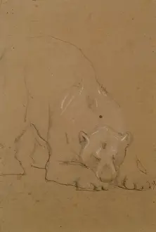 John Macallan Swan Prints: Study of a Bear, 1900-1910. Creator: John MacAllan Swan