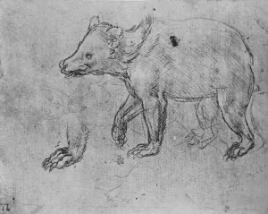 Silverpoint Prints: Study of a Bear, c1480 (1945). Artist: Leonardo da Vinci