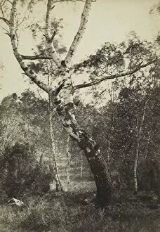 Albumen Print From Wet Collodion Negative Collection: Study of a Birch Tree, Barbizon, 1860s-1870s. Creator: Constant Alexandre Famin (French